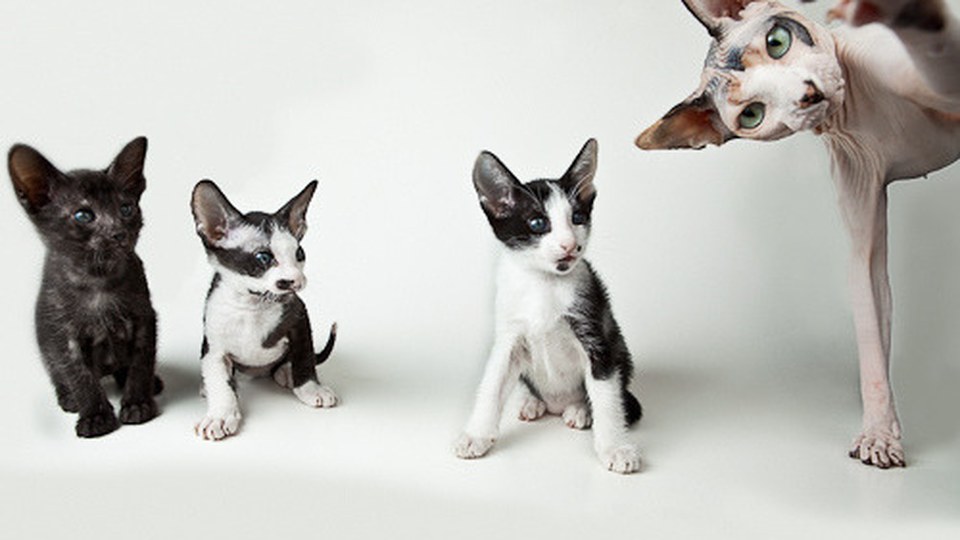 DIY Lint Roller Alternative for Pet Hair: 6 Cheap Hacks That Actually Work