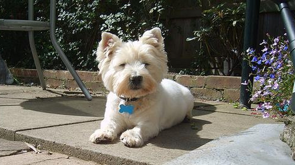 The Best Dog Brushes for Shedding Short Hair Breeds